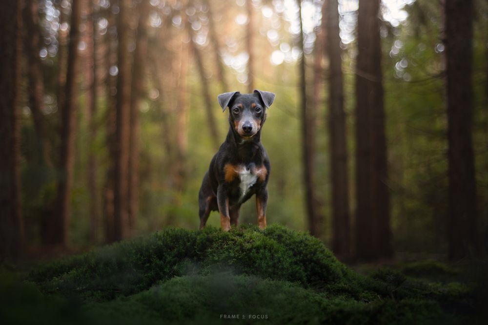 Jack russell op een mosheuvel in het bos
