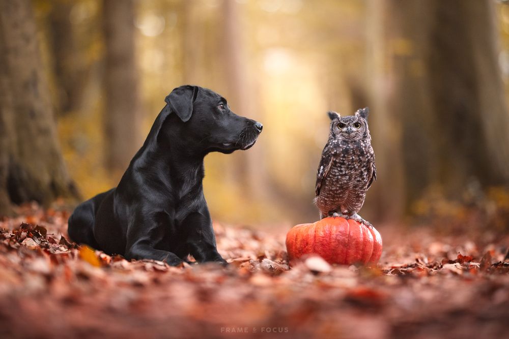 Labrador en een uil op een pompoen in het herfstbos