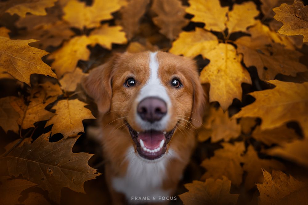 Toller hond in de gele en bruine herfstbladeren
