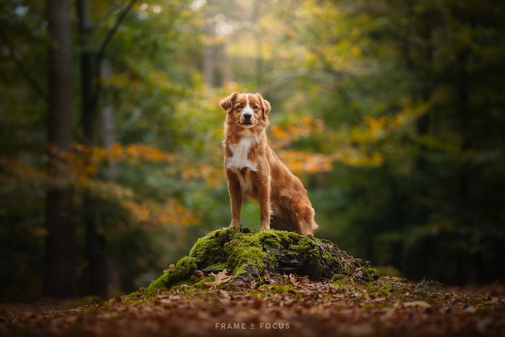 Nova scotia duck tolling retriever op een boomstronk in het bos in de herfst