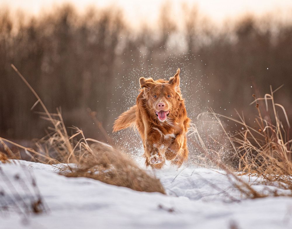 Toller, Sake, Snow day, Pet Photographer near me, Red Deer Alberta Dog Photographer