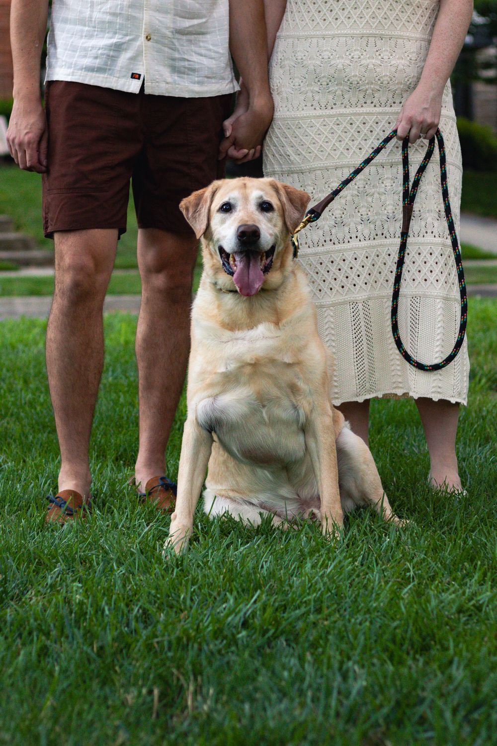 A happy yellow Labrador sits on grass with owners in summer attire.