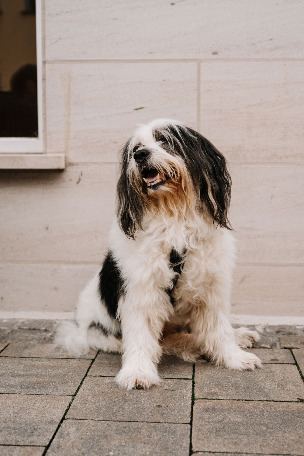 Portrait of a happy Tibetan Terrier dog with black and white fur on stone pavement.