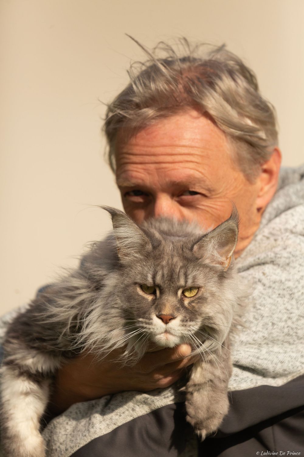 ludivine de prince photographie animal de compagnie synergie chat maincoon