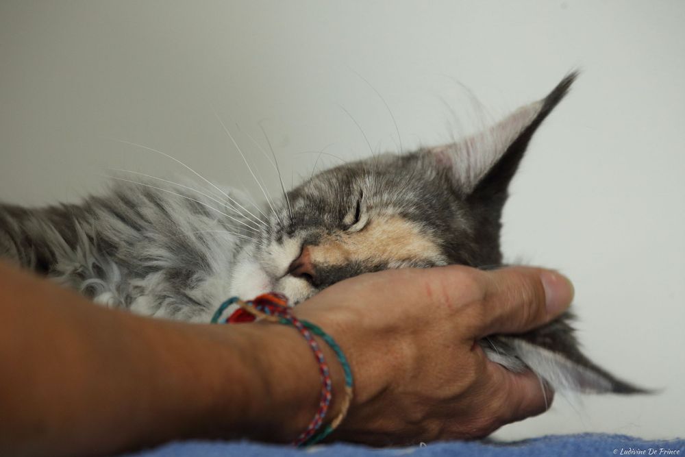 ludivine de prince photographie animal de compagnie synergie chat maincoon