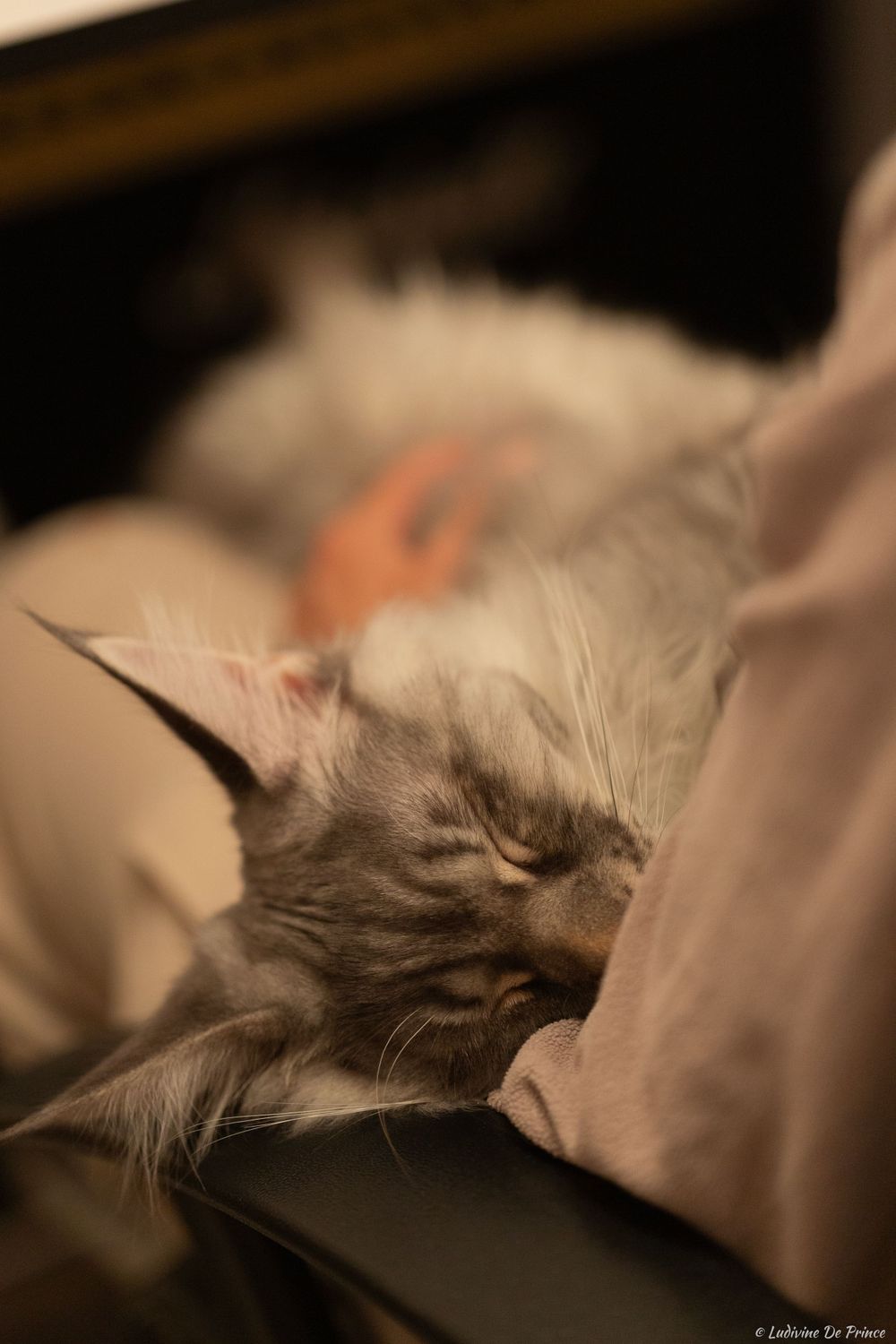 ludivine de prince photographie animal de compagnie synergie chat maincoon