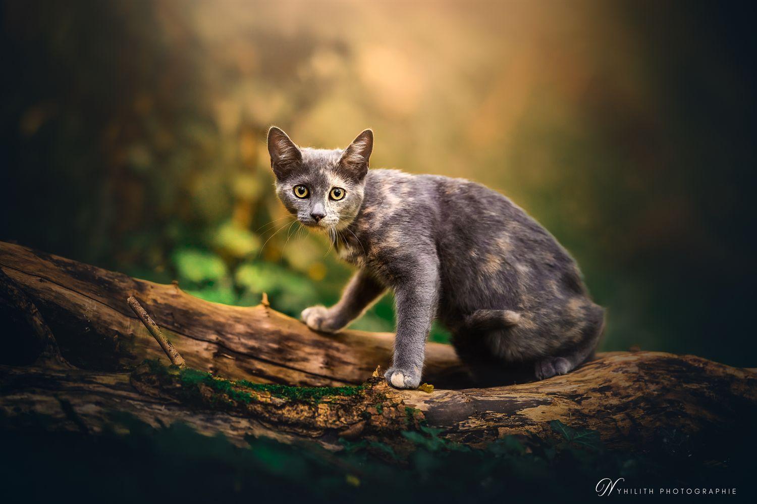 Photographie d'un chat lors de sa séance photo dans les bois de la ville de Verdun en Meuse