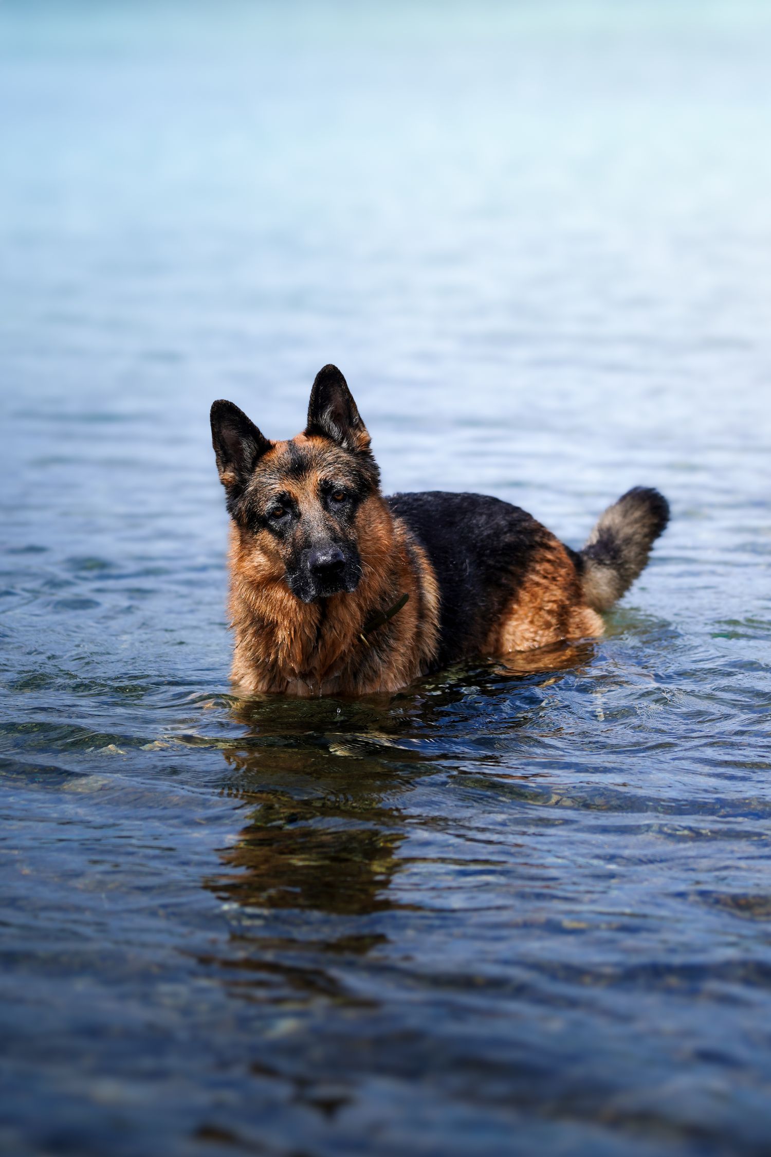 foto; fotografia; cane; fotografo; fotografo Firenze; Firenze; dog; dog photographer; photo; fotografo di cani; fotografo cani; cane;