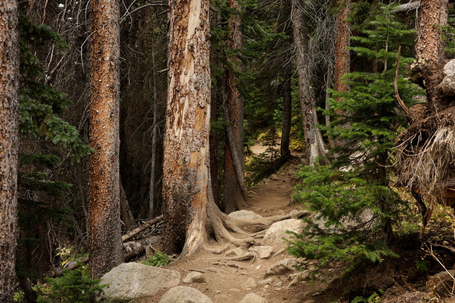 A winding dirt hiking trail leads through a dense forest of tall pine trees with sunlight filtering through the branches.