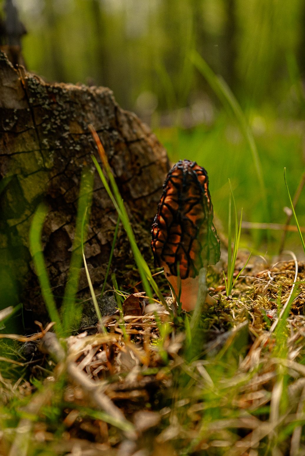 Close-up view of a monarch butterfly resting on grass and fallen leaves in a natural woodland setting.