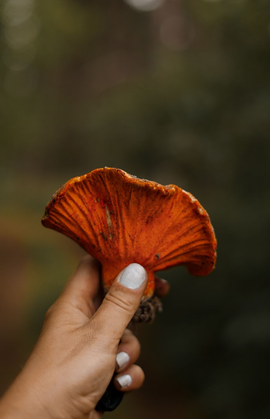 Hand holding a vibrant orange mushroom cap against a blurred forest background.
