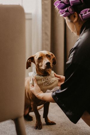 Small brown dachshund dog wearing sign around neck standing on carpet in moody indoor lighting.