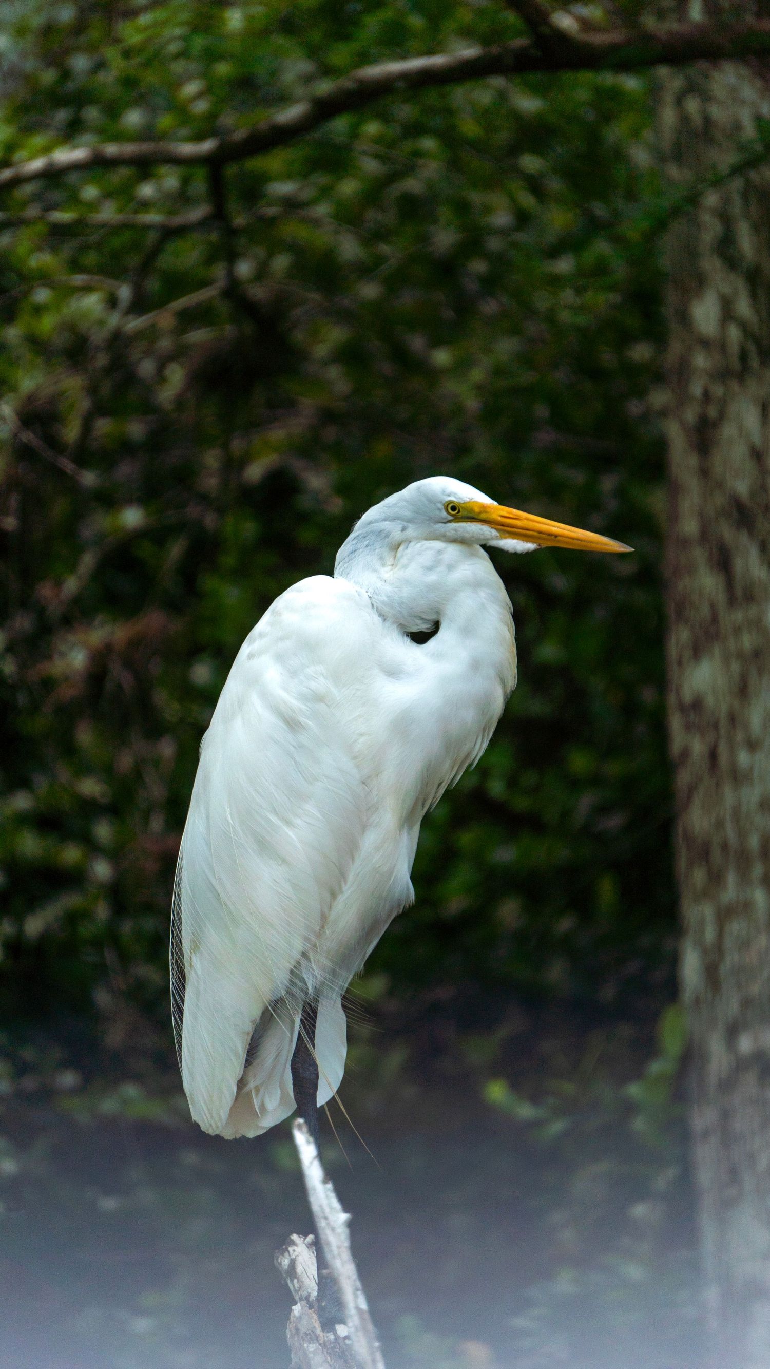 A tall white bird with trees in the background