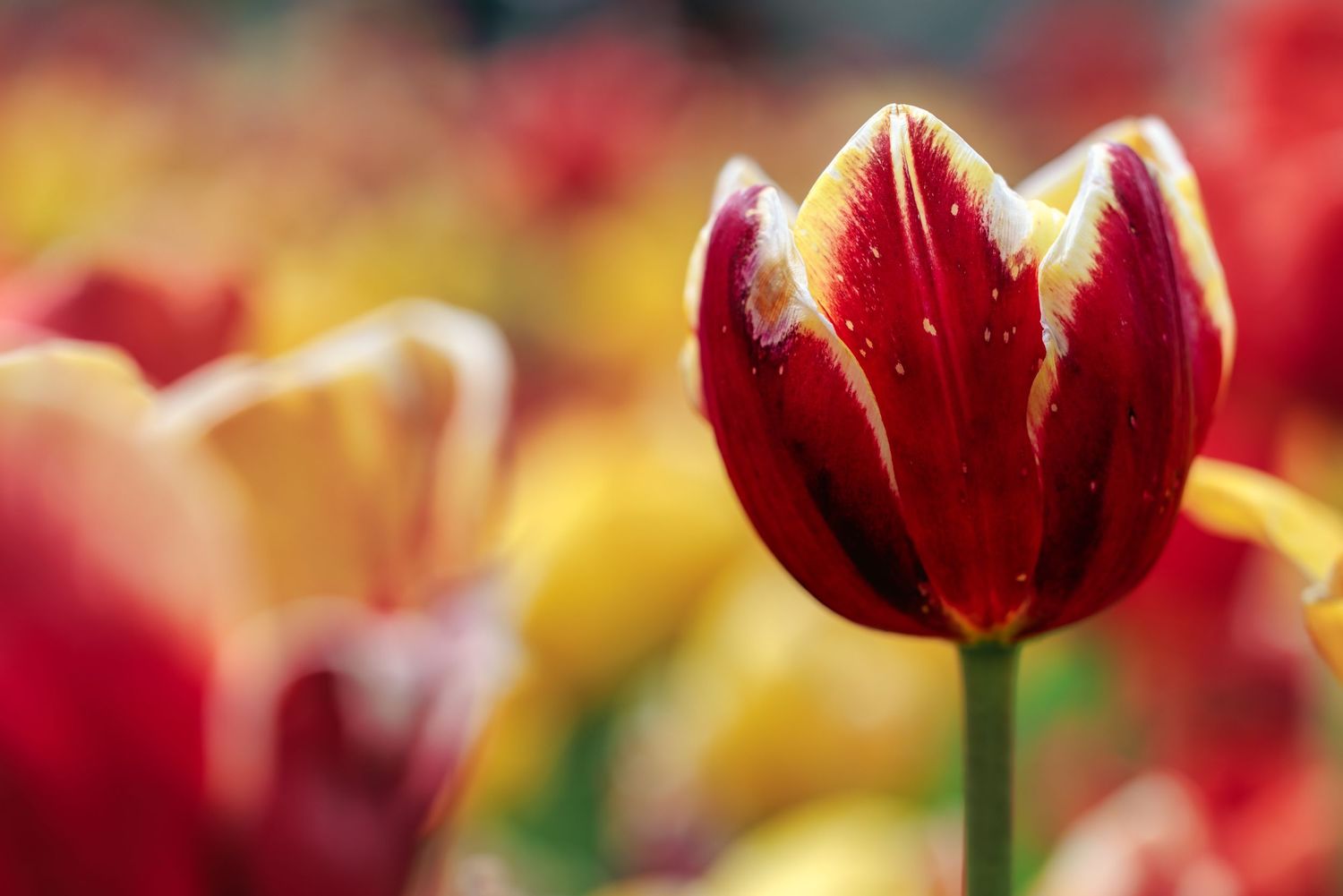 dreamy red Holland tulip print for sale