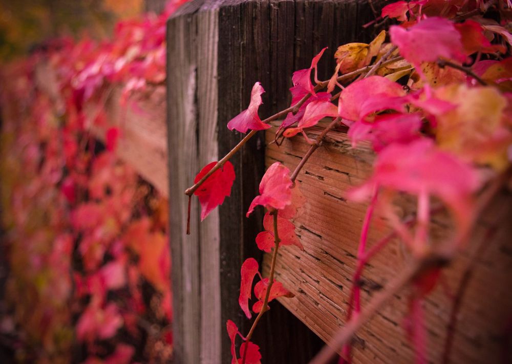 Vibrant pink autumn leaves frame a wooden fence in soft focus.