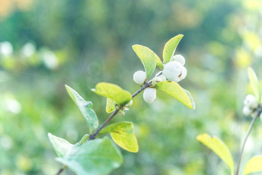 Delicate white berries and green leaves on a branch in soft focus.
