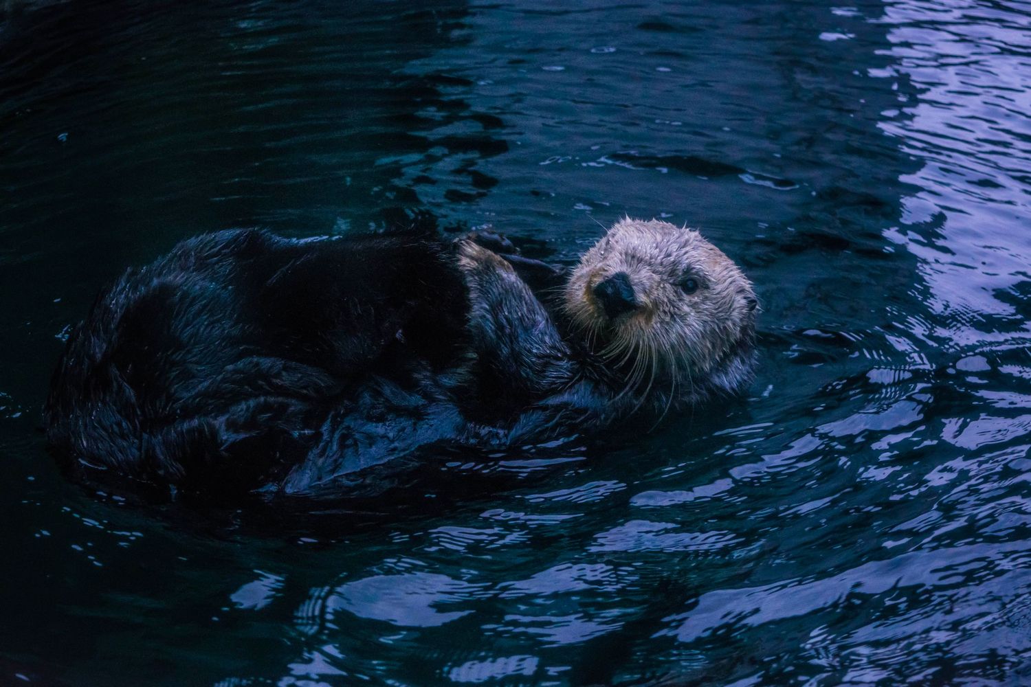Sea otter floating peacefully on its back in dark blue waters.