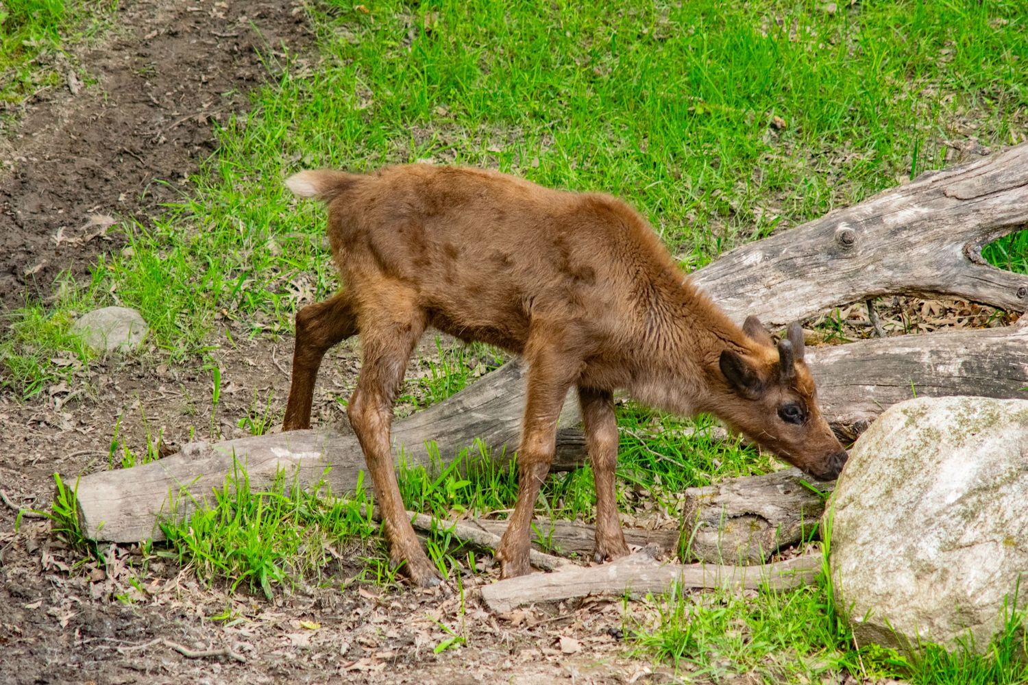 Baby moose calf exploring and sniffing around rocks and grass.