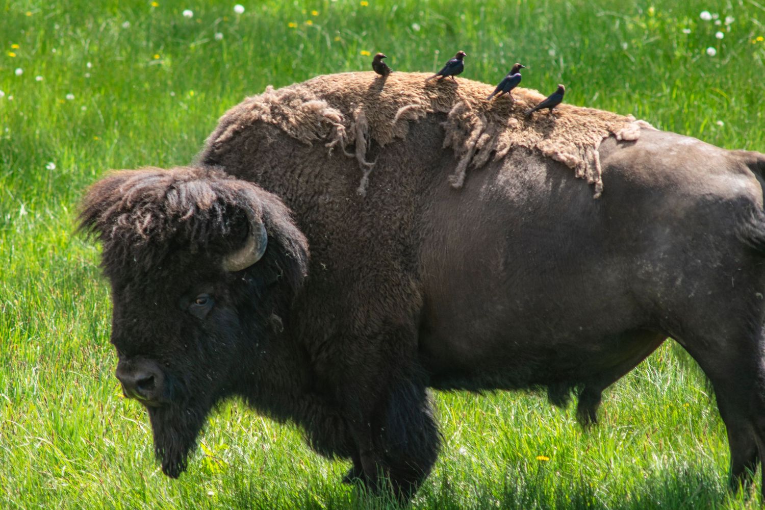 A bison with small birds perched along its back grazes in a green summer meadow.