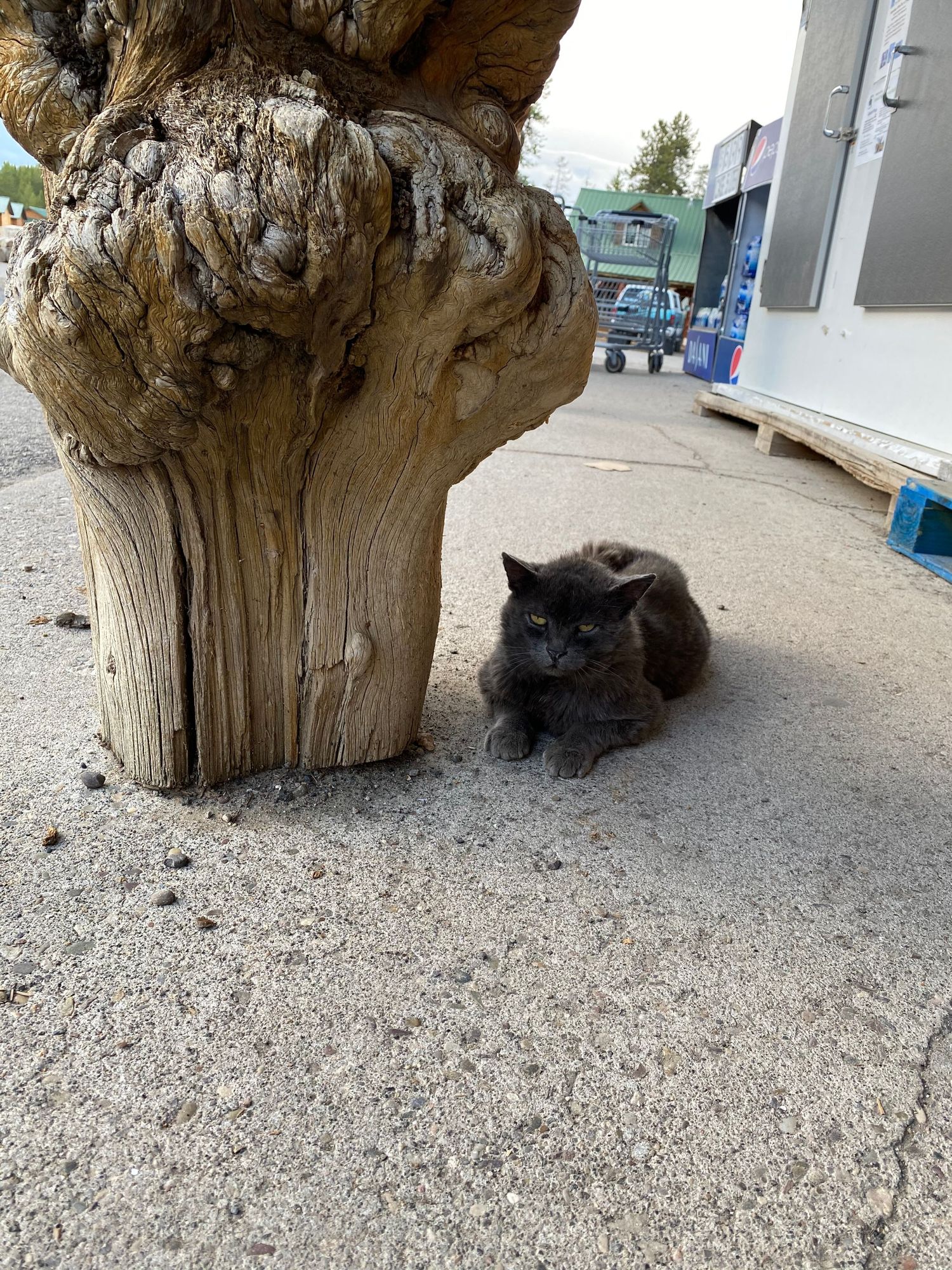Black cat resting beside weathered wooden stump on concrete ground.