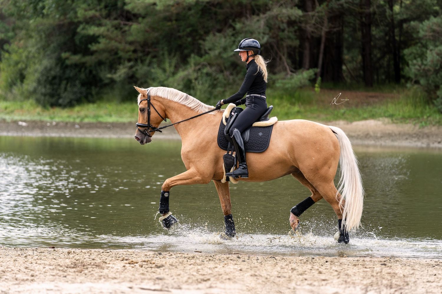 Elegant dressage rider in burgundy riding a bay horse through an outdoor arena.