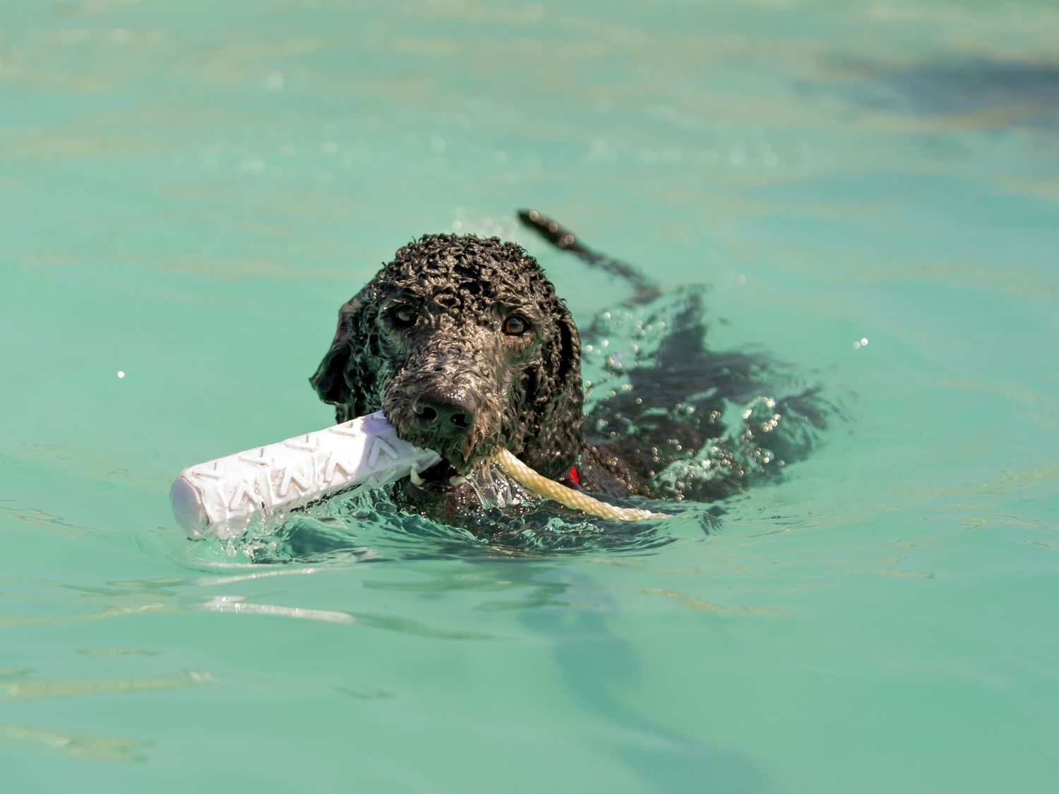 Poodle dog swimming holding a white retrieving toy