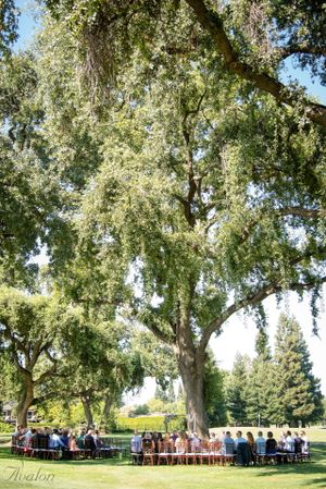 Outdoor wedding ceremony setup under a majestic weeping willow tree.