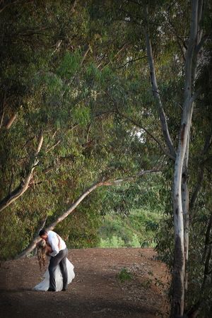 Artistic wedding photo with couple in dramatic dip pose surrounded by eucalyptus trees.