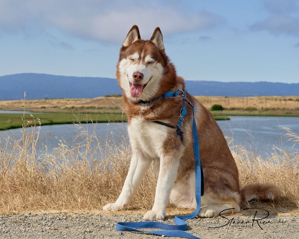 Odin with Matadera Creek and the Palo Alto Baylands behind him.