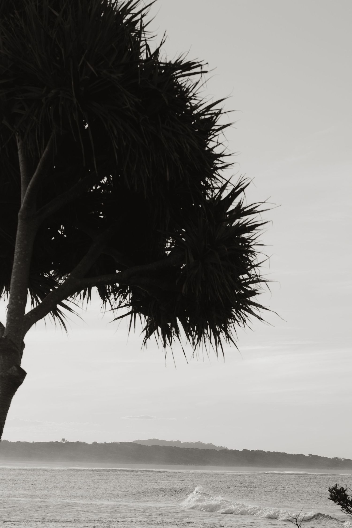 Black and white silhouette of a palm tree overlooking ocean waves.