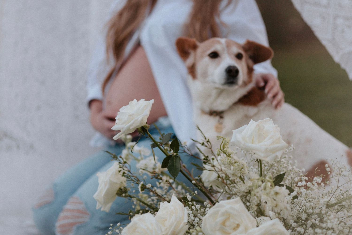 A furry dog peeks over white roses and baby's breath flowers in a soft, intimate setting.