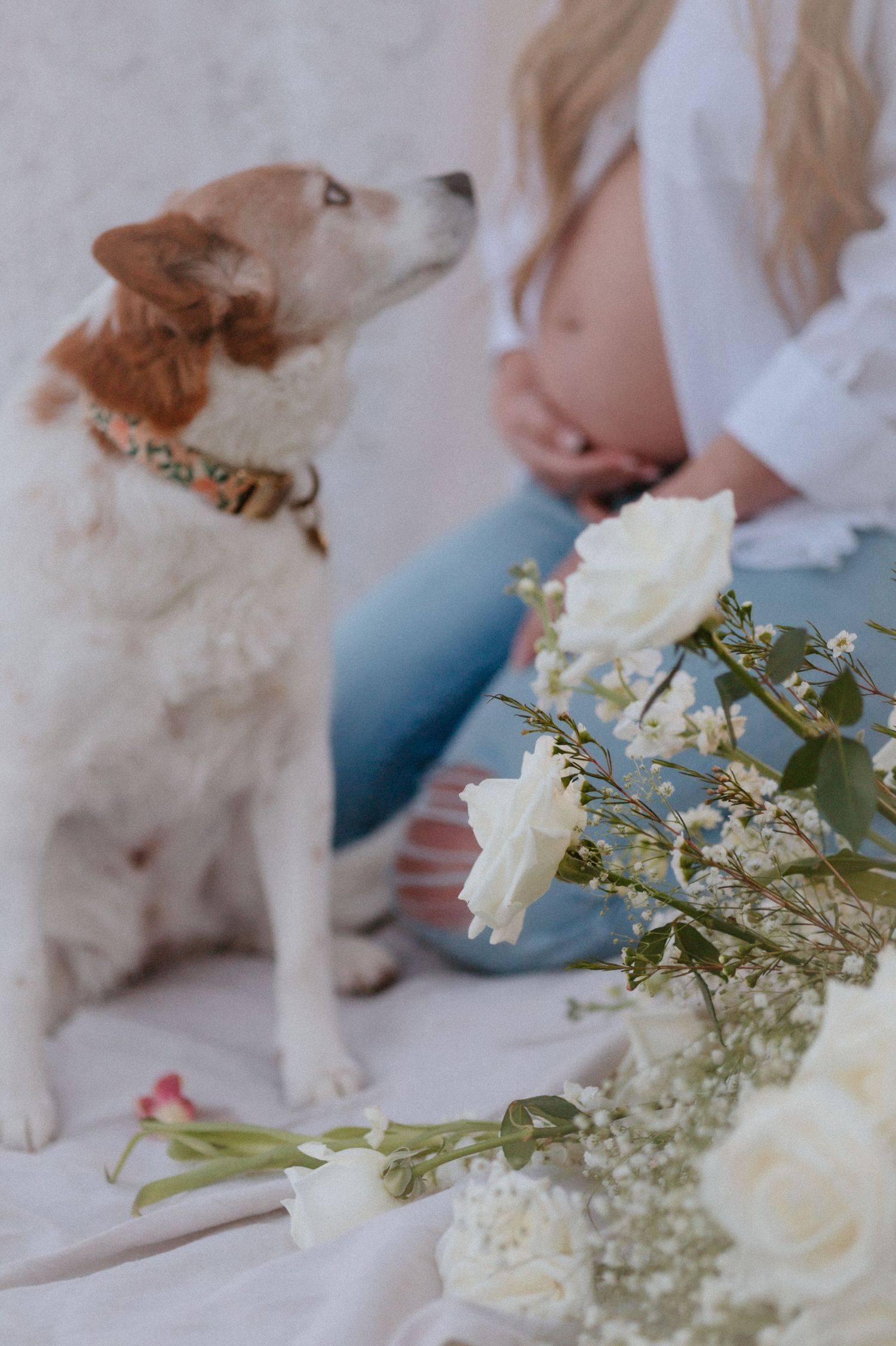 Dog gazes upward near delicate white roses and baby's breath bouquet on white fabric.