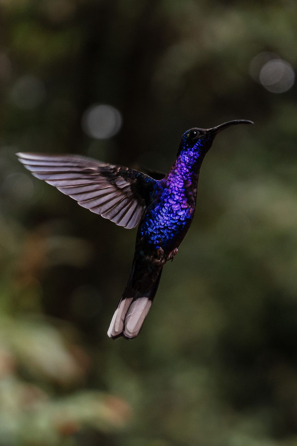 Hummingbird, Kolibrie Costa Rica photography. Reisfotografie Costa Rica. La fortuna. Monteverde. Santa Teresa. Puerto Vi