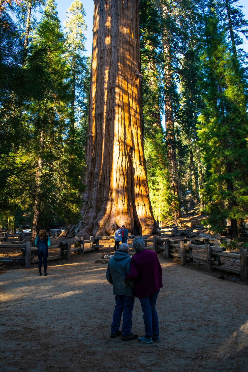 Giant sequoia tree trunk illuminated by golden sunlight as visitors admire its massive size.
