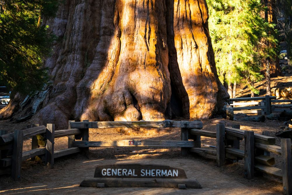 Wooden fence surrounds the base of the General Sherman tree with its name displayed on a sign in golden sunlight.