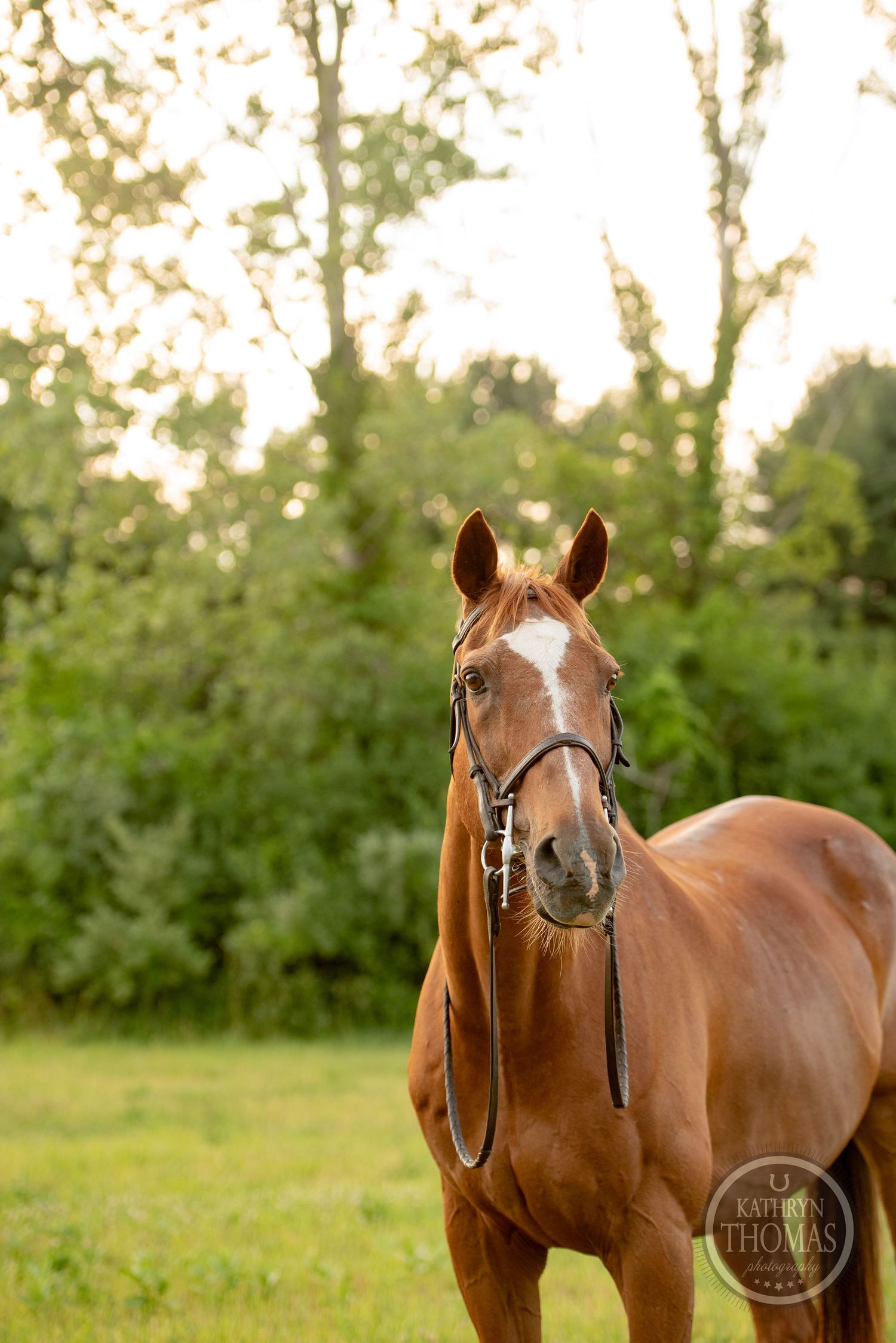 A close-up portrait of a chestnut horse wearing a bridle against a lush green background.