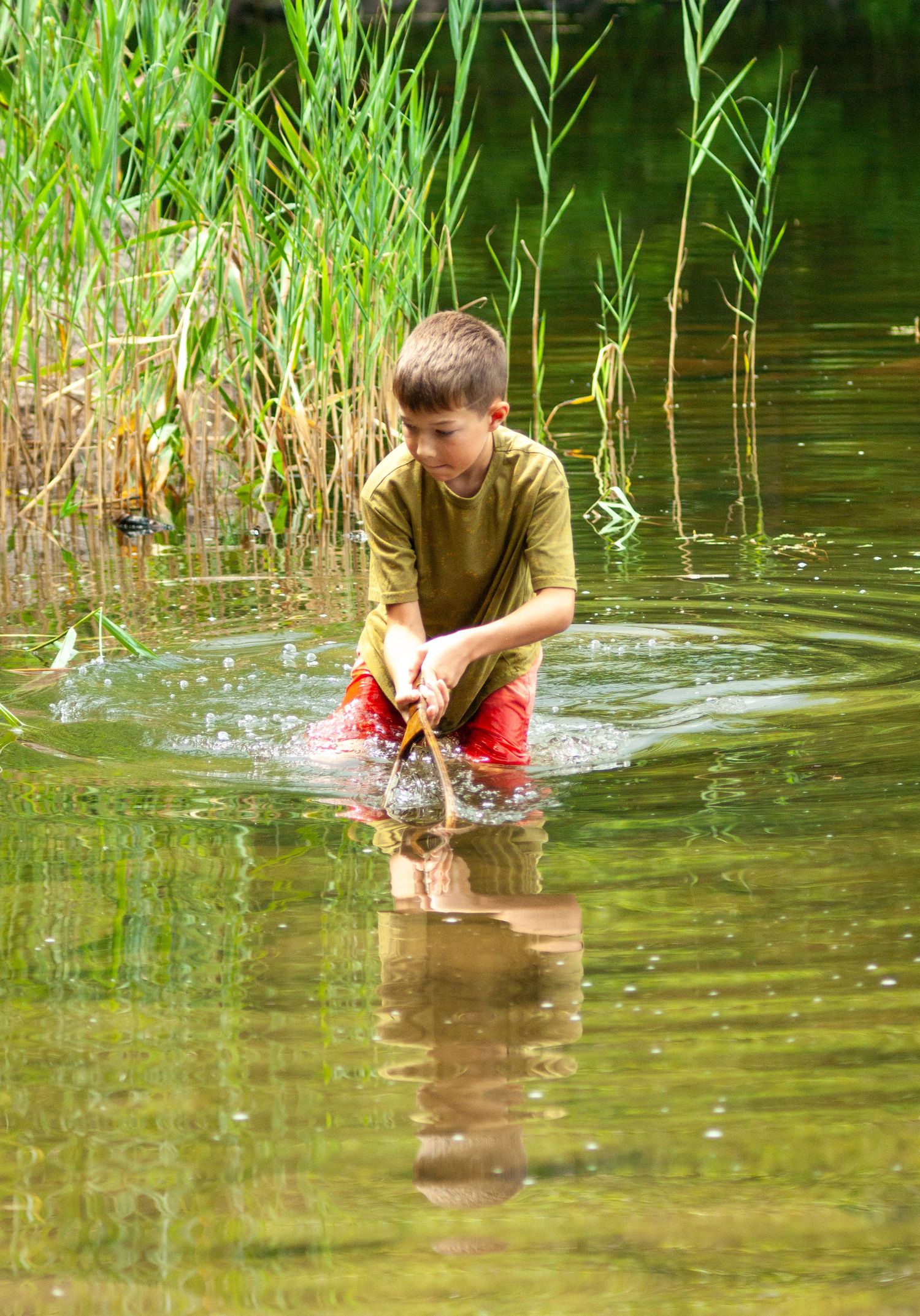 A child exploring a pond while standing in shallow water amongst tall reeds.