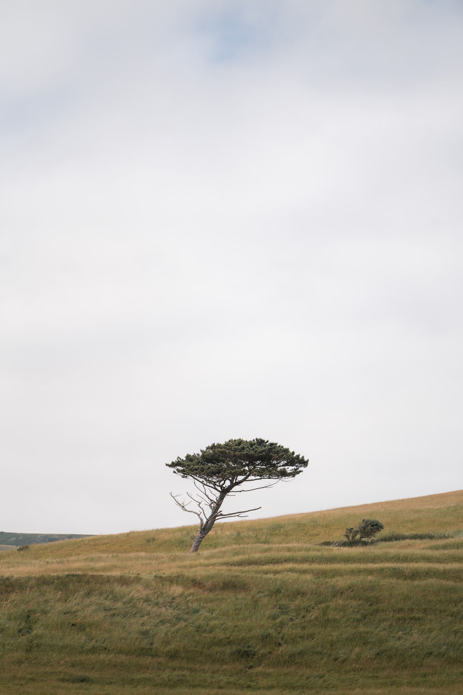 arbre dans un champs à chesil beach sur la jurassic coast en angleterre