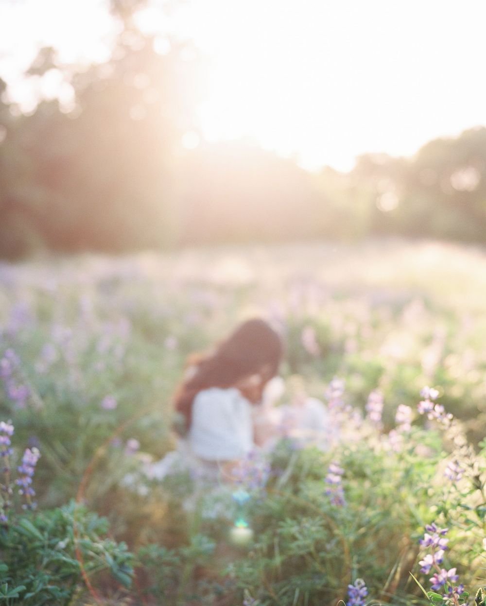 Dreamy sunset scene with purple wildflowers in soft focus.