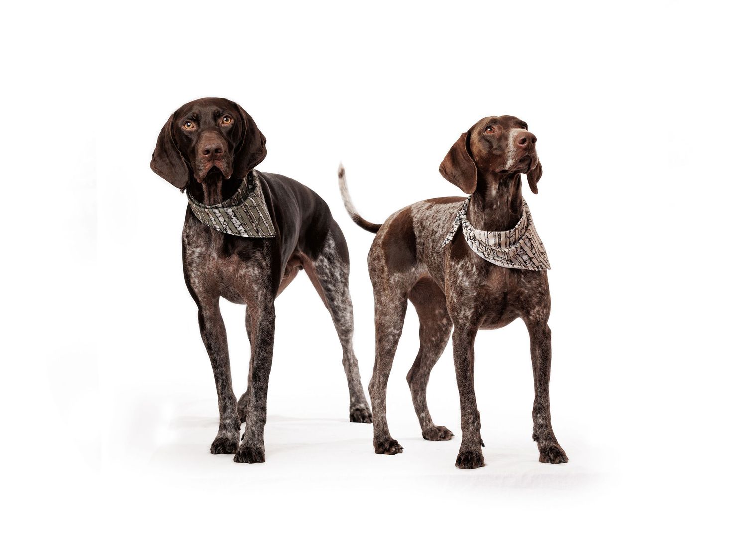 Two German Shorthaired Pointer dogs standing together for a portrait on white background.