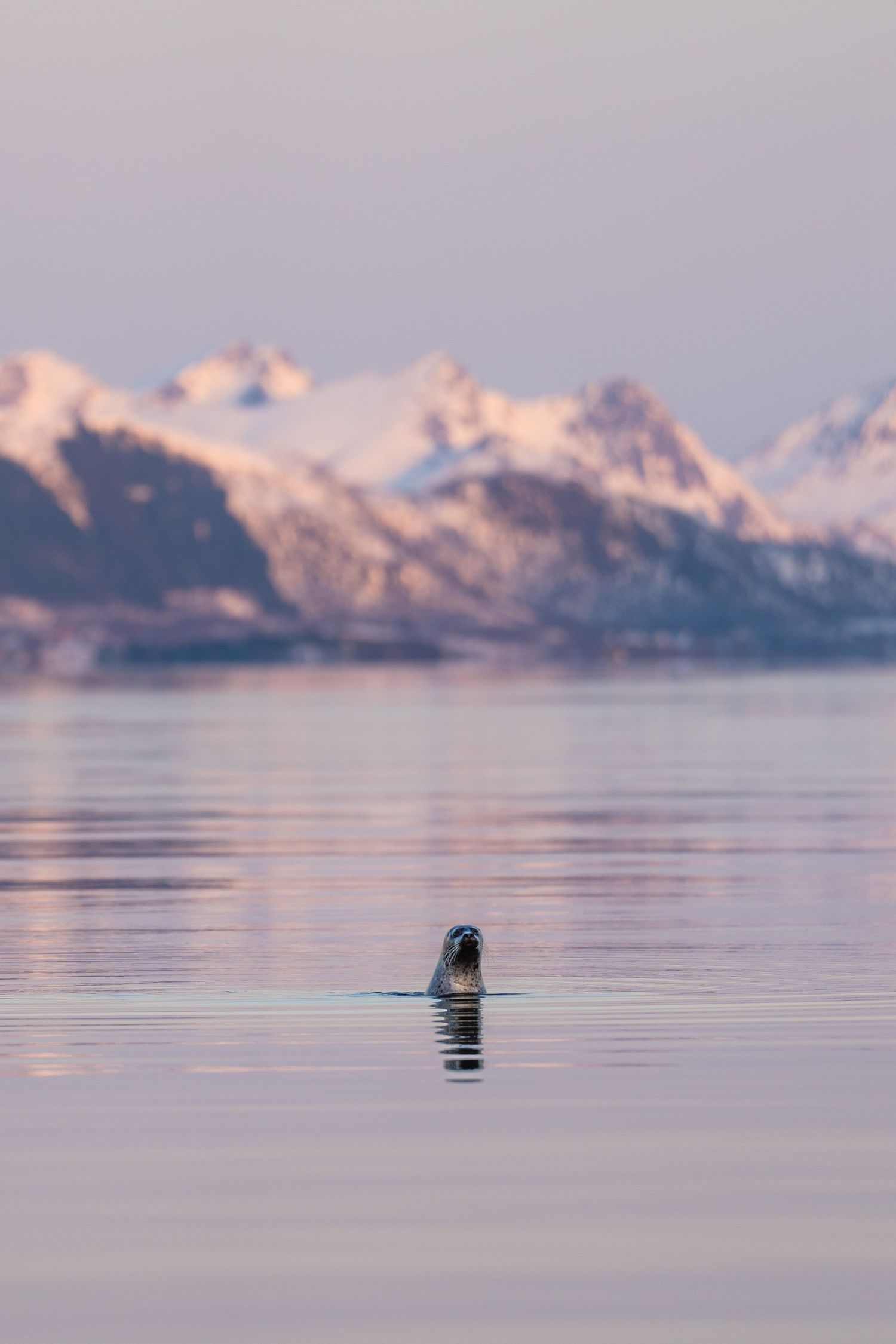 photographie animaux avec un phoque et montagnes en arrière plan