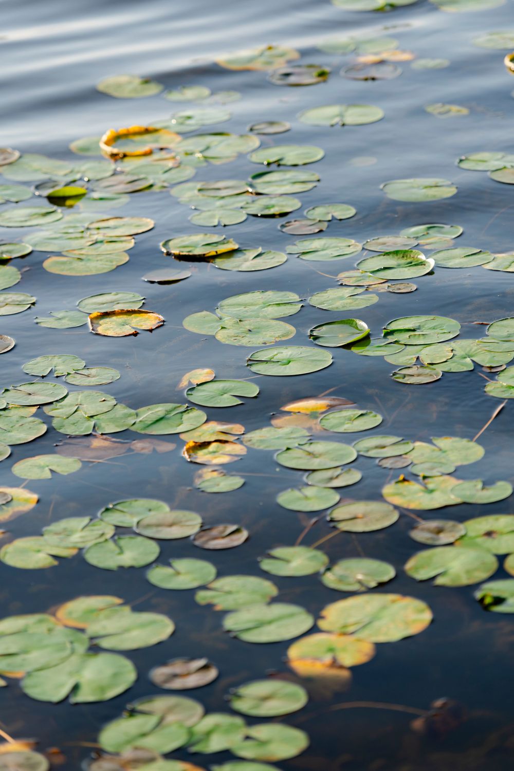 Green lily pads float peacefully on dark rippling water with some autumn leaves scattered among them.