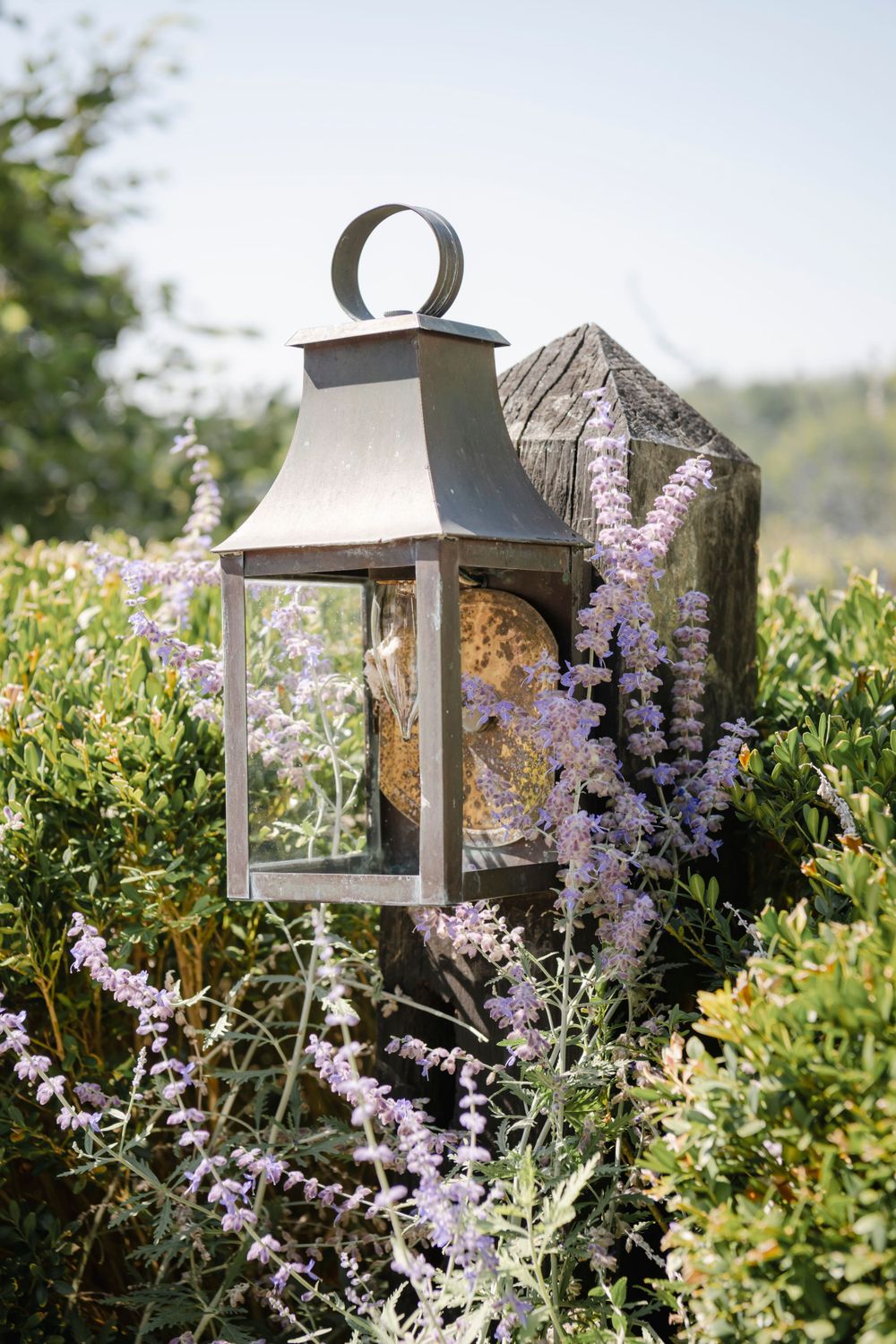 A vintage metal lantern surrounded by blooming purple Russian sage flowers in a garden setting.