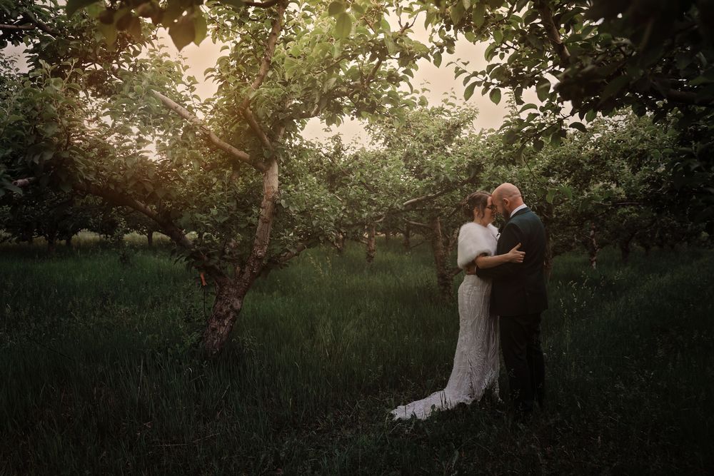Bride and groom embrace romantically among lush green apple orchard trees at golden hour.