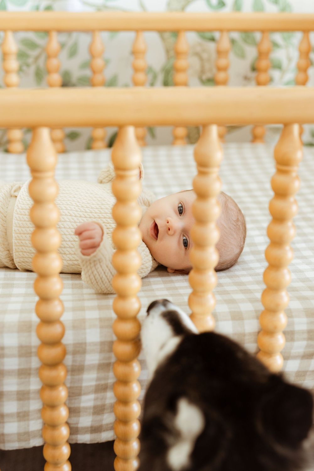 newborn baby photography with pet dog