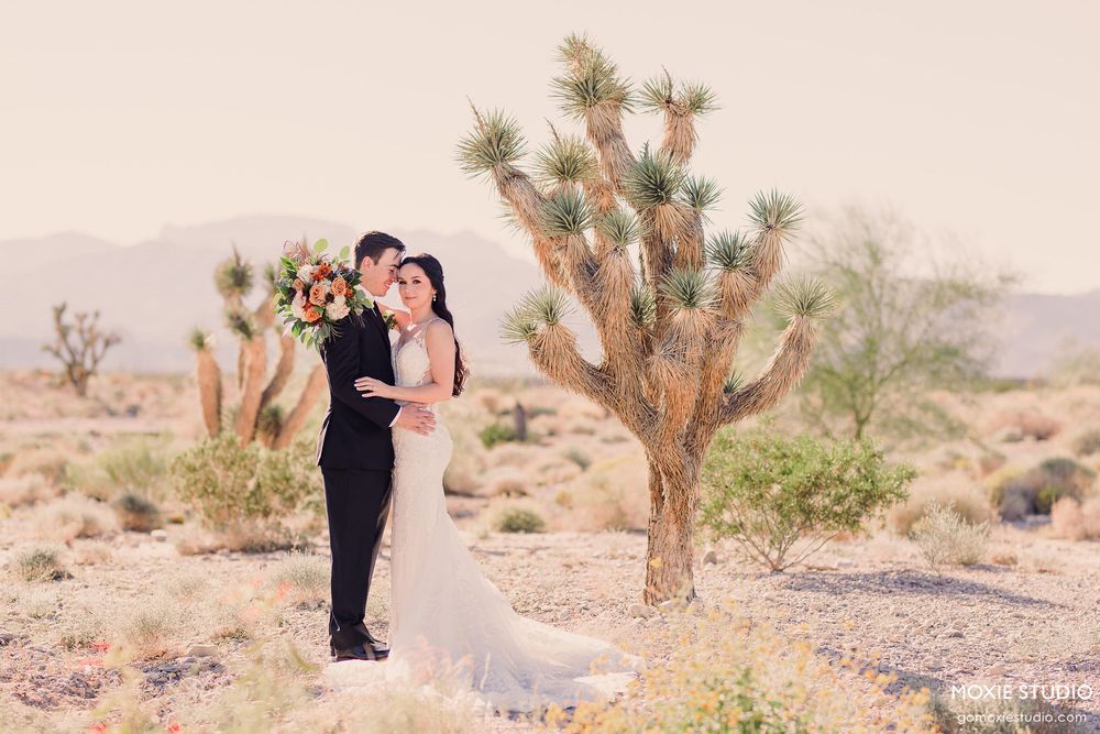 Romantic desert wedding photos featuring a couple posing near Joshua trees at sunset.