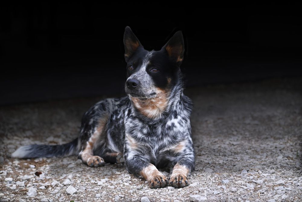 Blue Heeler puppy with black background