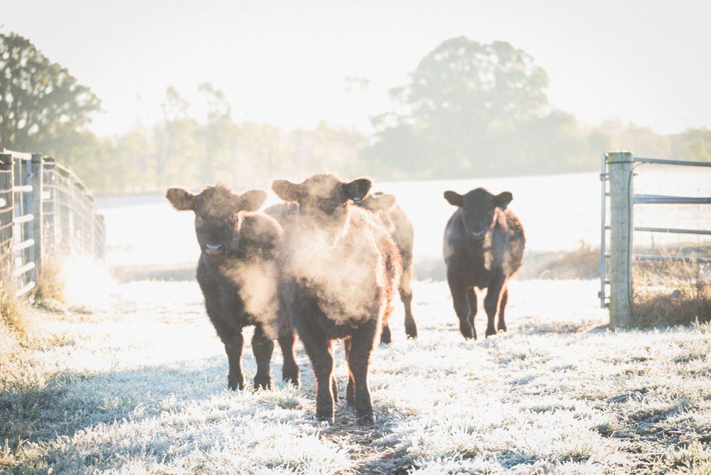 Cattle on a ranch photography