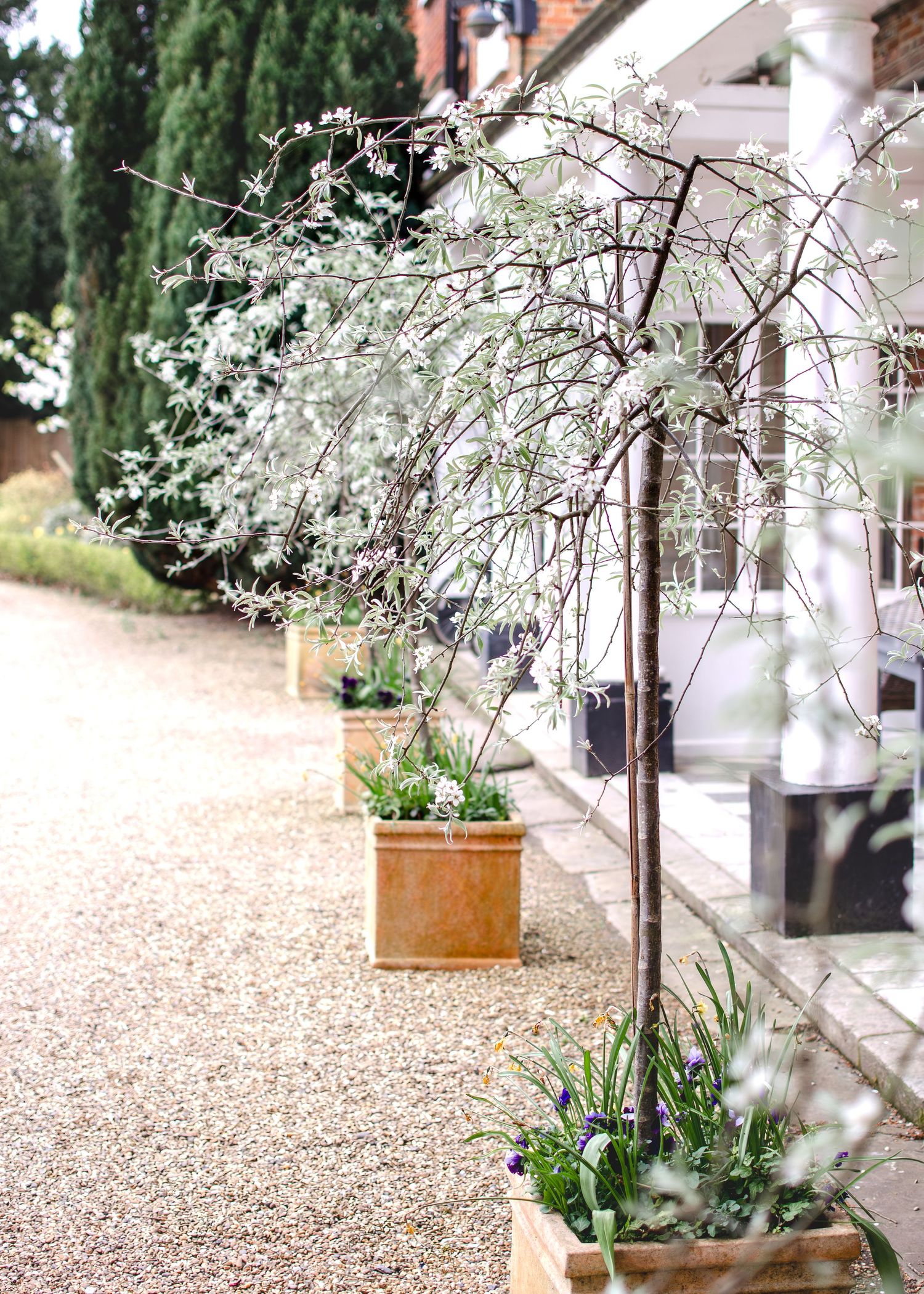 Elegant venue exterior with blooming white ornamental trees in terracotta planters along gravel pathway.