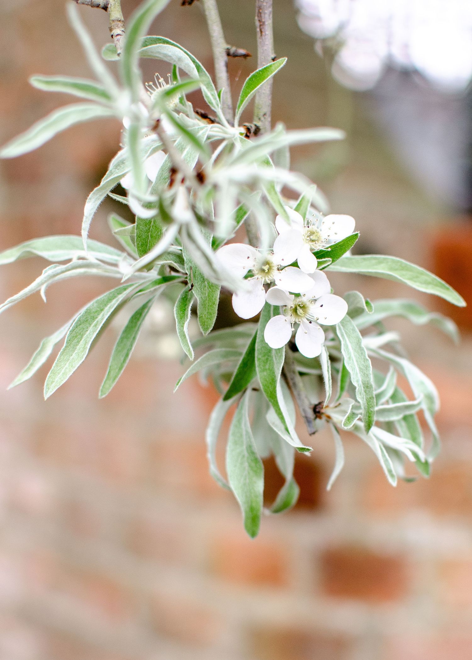 Close-up of delicate white spring blossoms on silver-leafed branch against blurred brick wall background.
